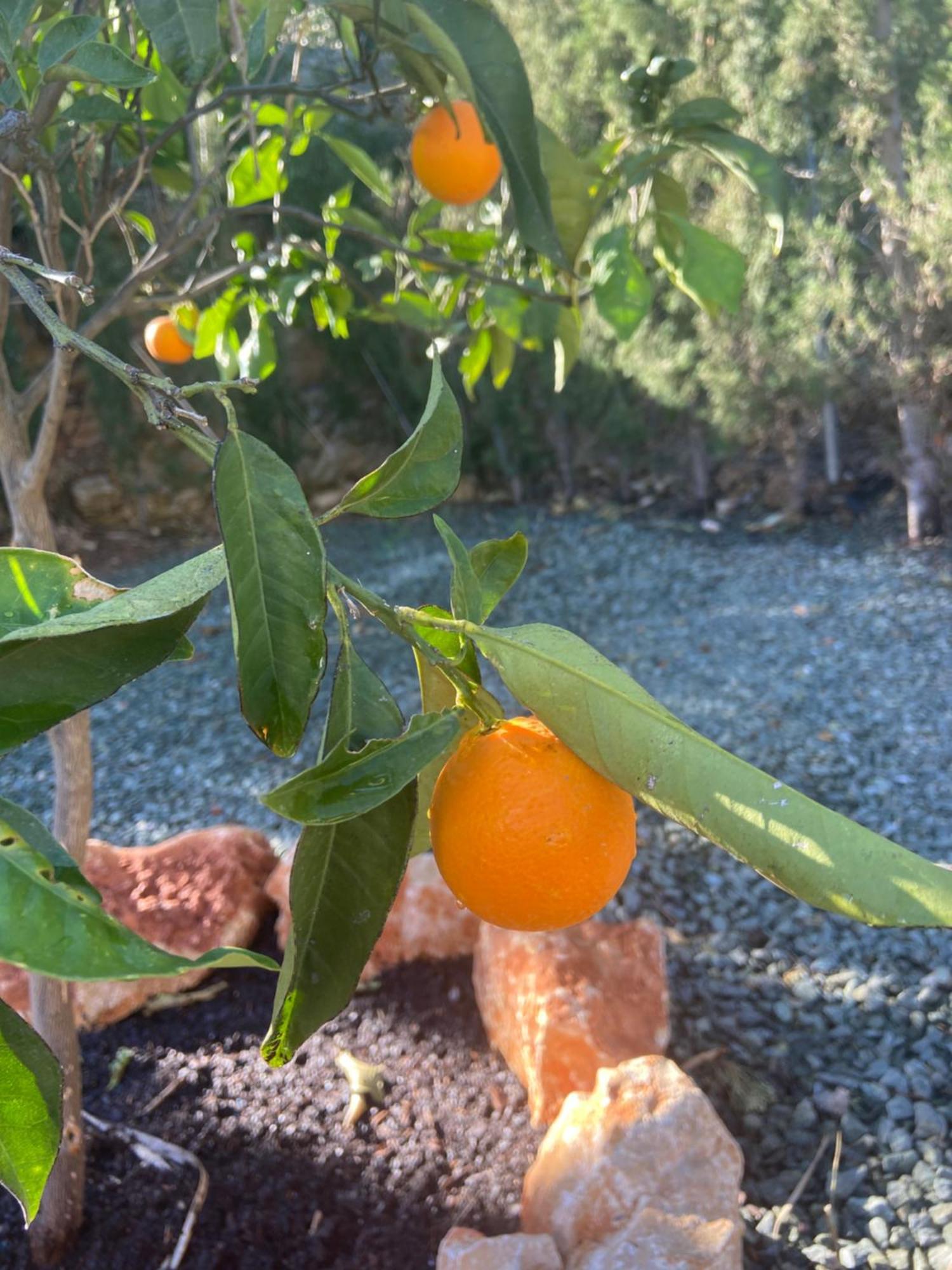Villa Casa Avellana Dénia Esterno foto